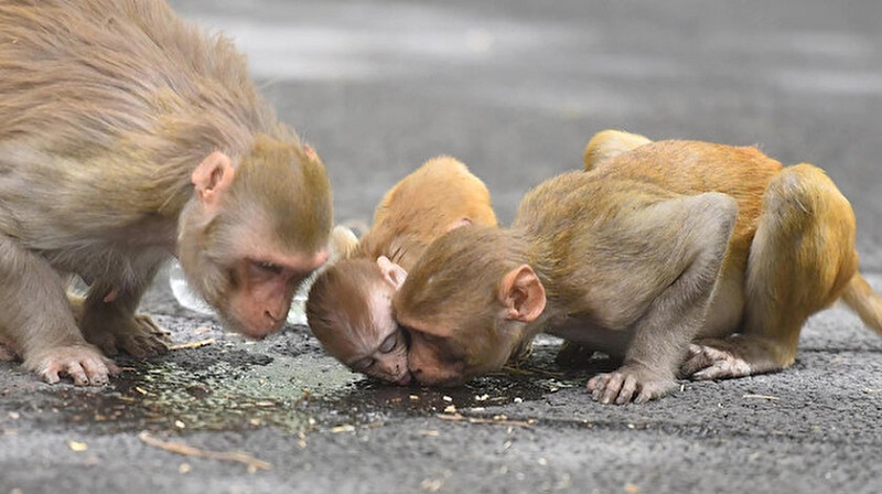 روش های انتقال بیماری آبله میمون