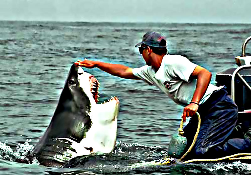 عشق عجیب کوسه ماده به یک مرد ماهیگیر