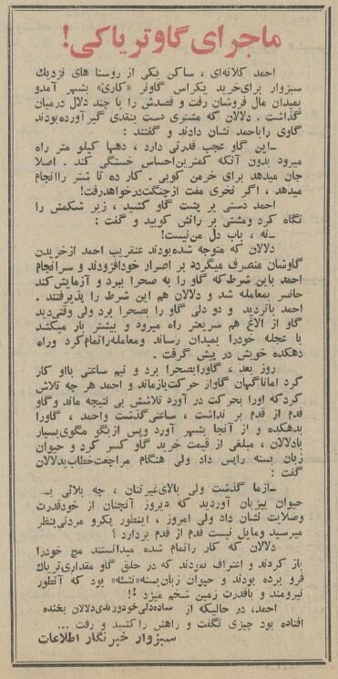 گاو تریاکی در سبزوار خبرساز شد! + عکس