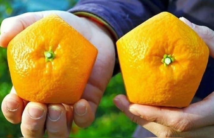 پرتقال های پنج ضلعی