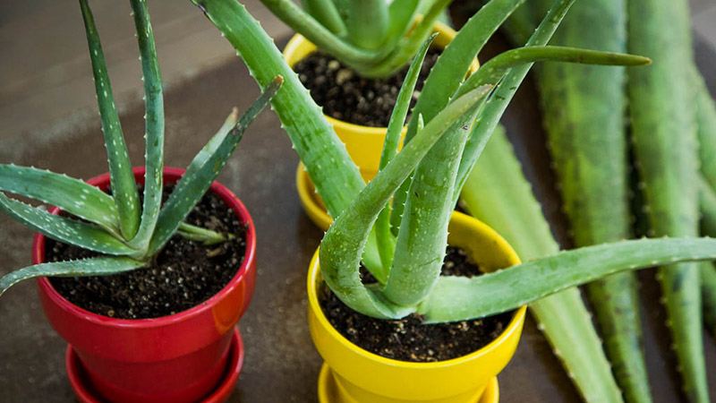 گیاهان آپارتمانی