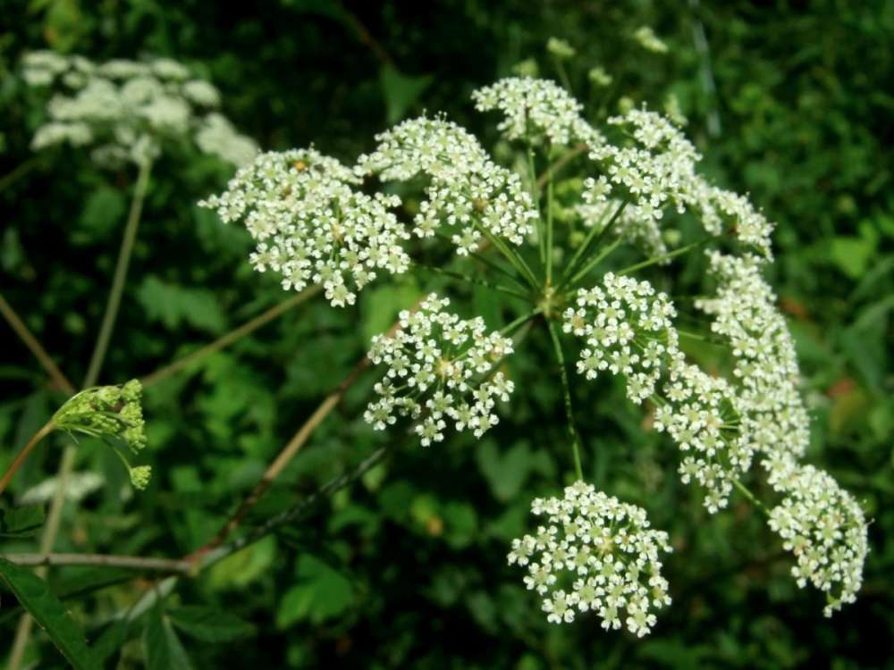 درختی که جان شمارو می گیرد