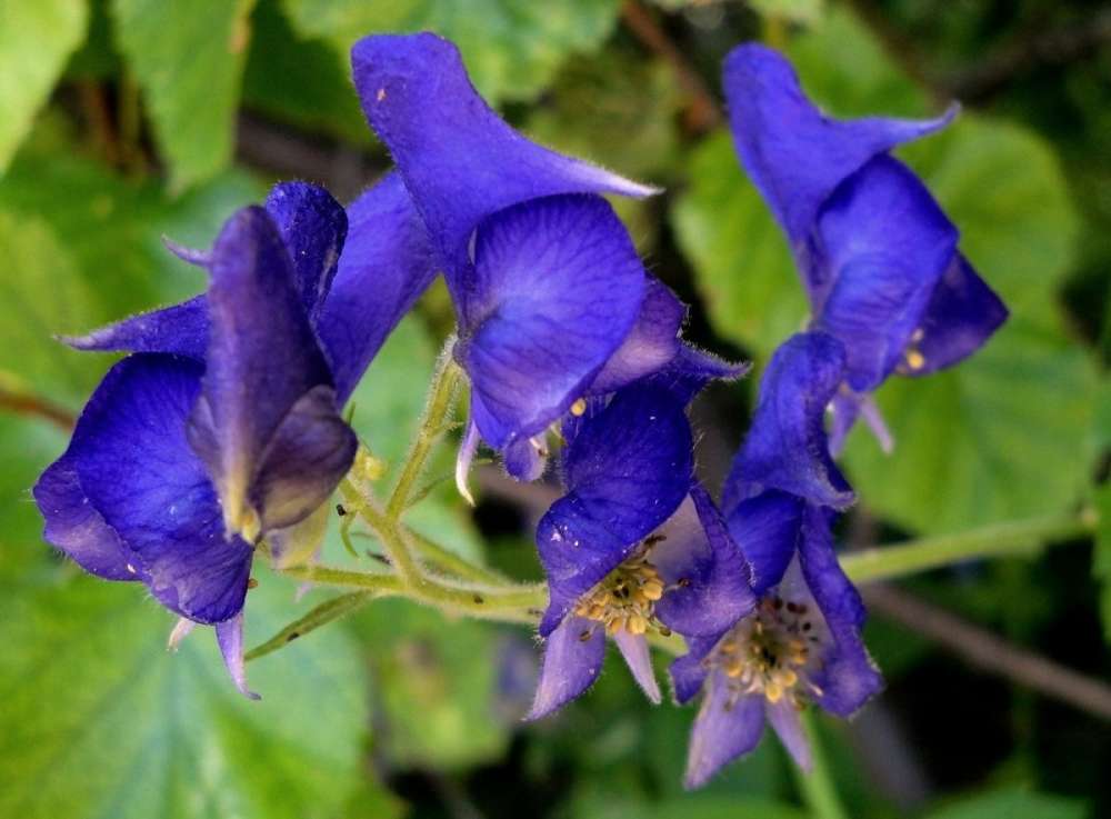 خطر مرگ! به این درخت نزدیک نشوید