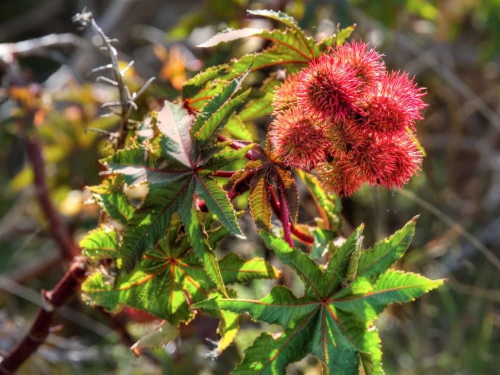 خطر مرگ! به این درخت نزدیک نشوید