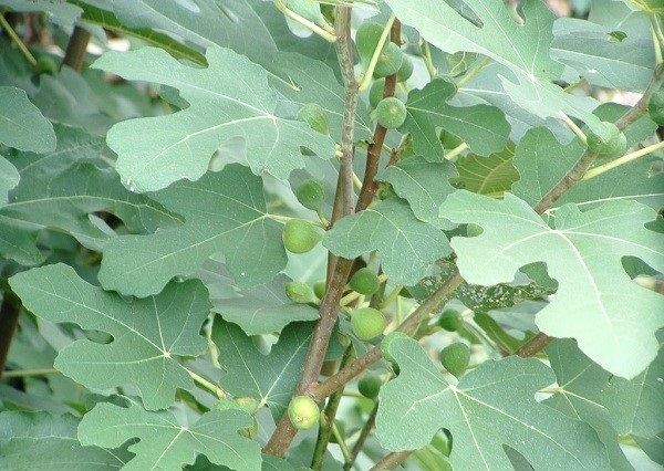 درمان رایگان دیابت