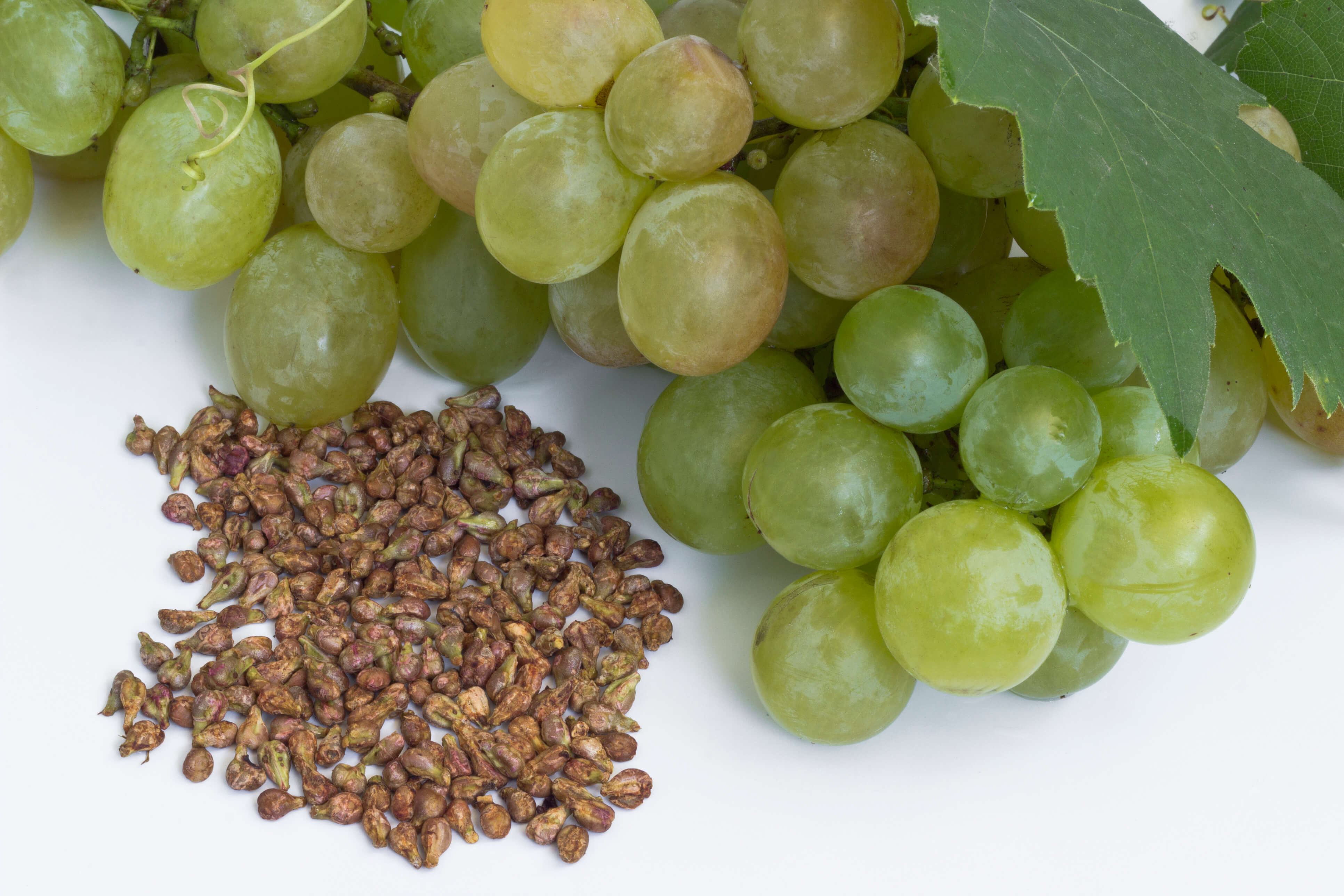 Виноград зеленый польза. Seedless grapes. Виноградная косточка. Семена винограда. Виноград (ягода).