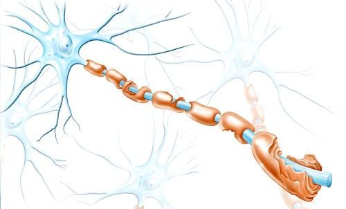 دستگاه عصبی مرکزی