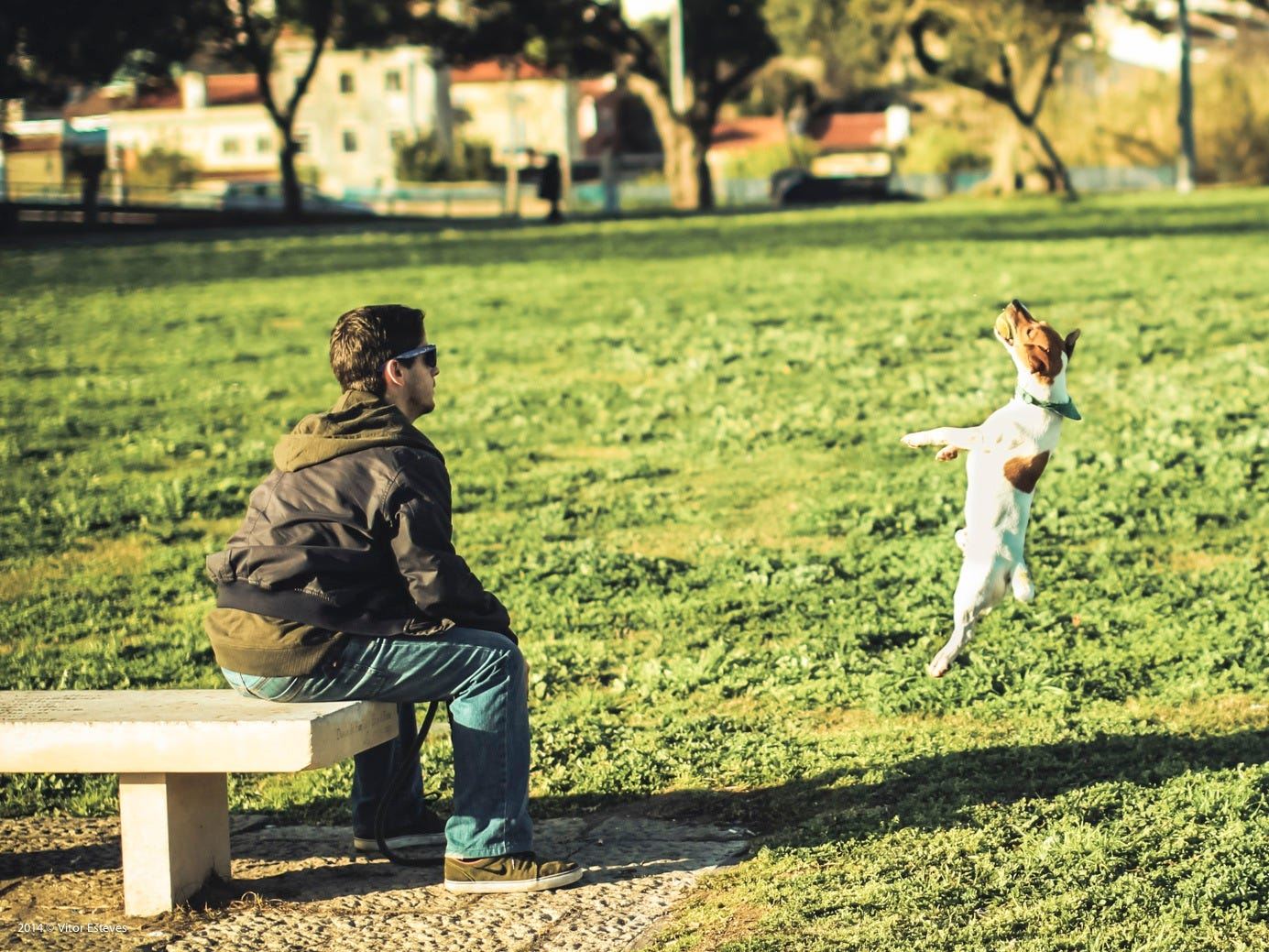 حیوان خانگی