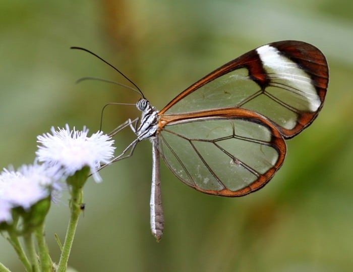 زیبا ترین پروانه های جهان را ببینید - نیوزین