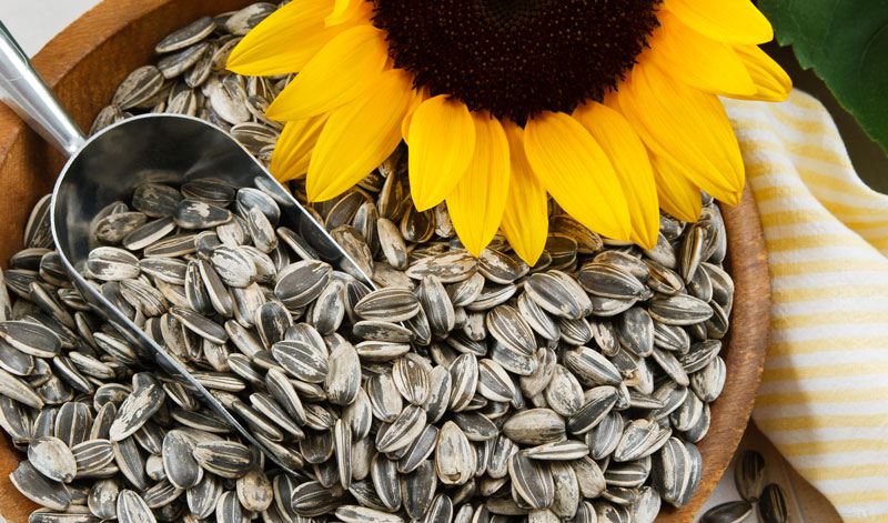 تخمه آفتاب گردان