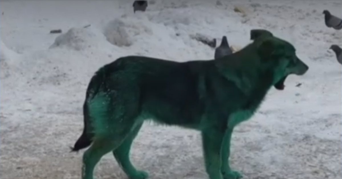 سگ های سبز رنگ