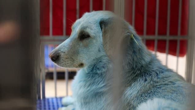 سگ های آبی رنگ در روسیه