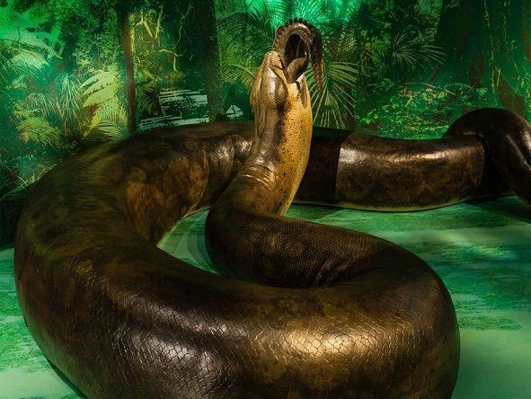 Titanoboa Cerrjoensis