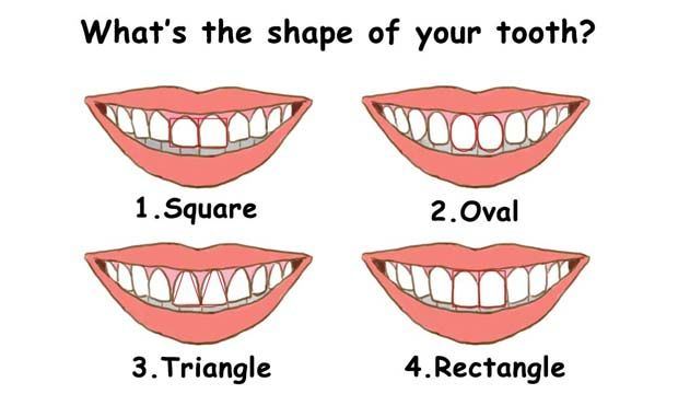 انواع شکل دندان