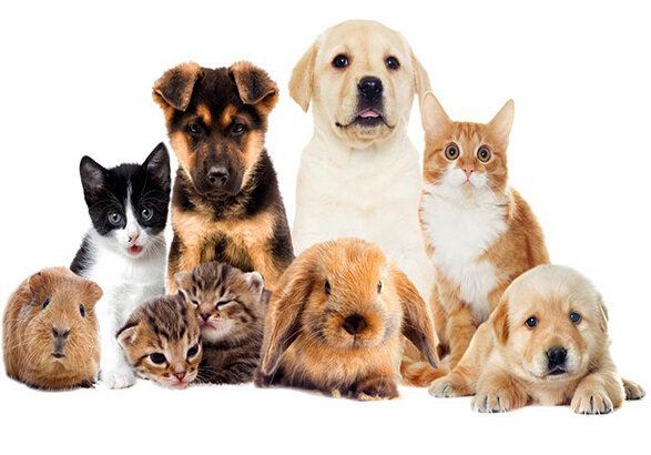 حیوانات خانگی