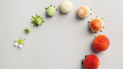 رشد توت فرنگی