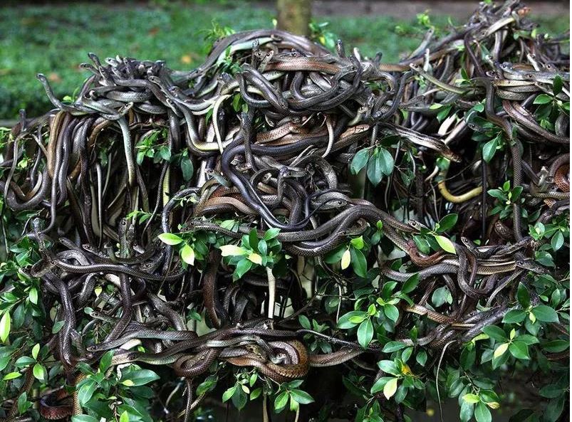 جزیره مار ها ، ایسلند