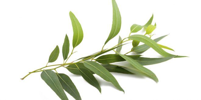 برگ اکالیپتوس 