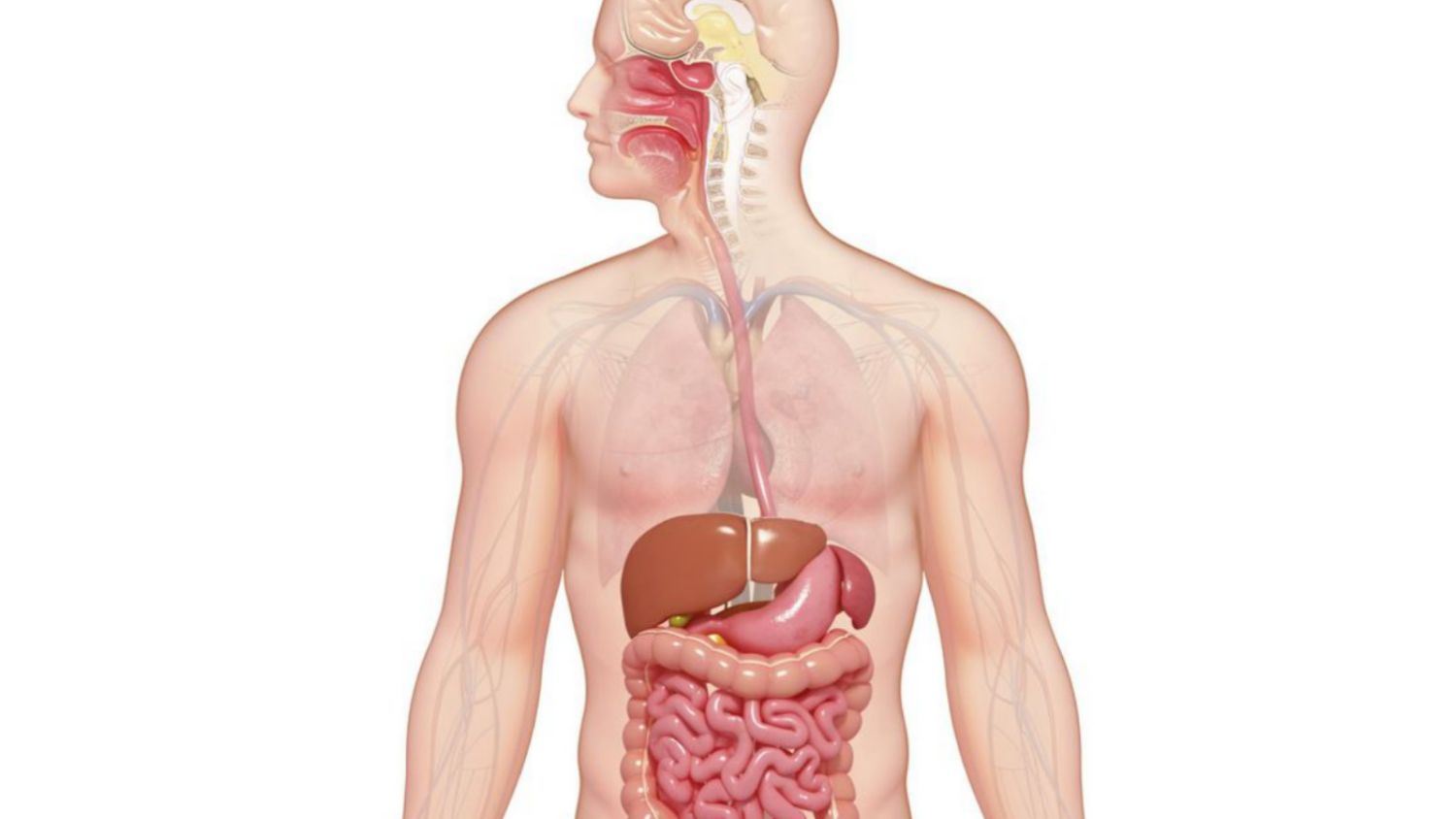 گوارش