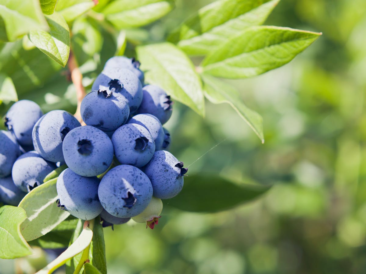 بلوبری