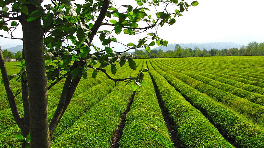 مزرعه چای