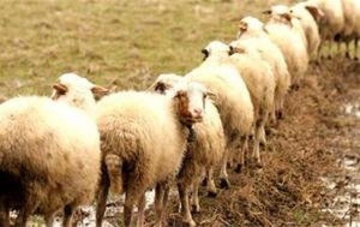 چند تا گوسفند داریم !؟