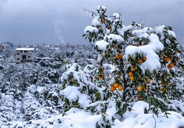 هواشناسی ایران ۹۸/۱۱/۲۲|تداوم بارش برف و کاهش ناگهانی دما در کشور