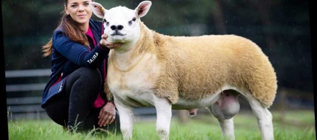 گران قیمت ترین گوسفند جهان؛ ۱۰ میلیارد تومان!