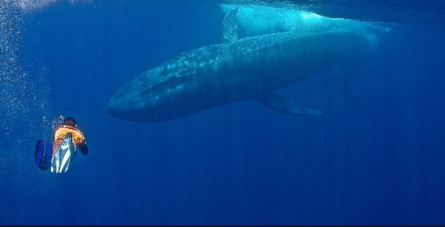 ویدیو عجیب از حضور یک نهنگ آبی غول پیکر درکنار یک قایق