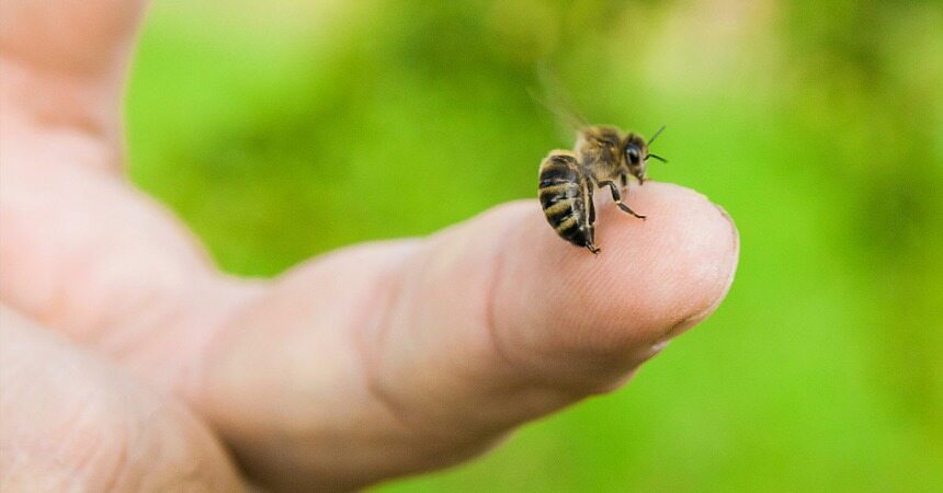 شش درمان خانگی که زنبور گزیدگی شما را به سرعت خوب خواهد کرد