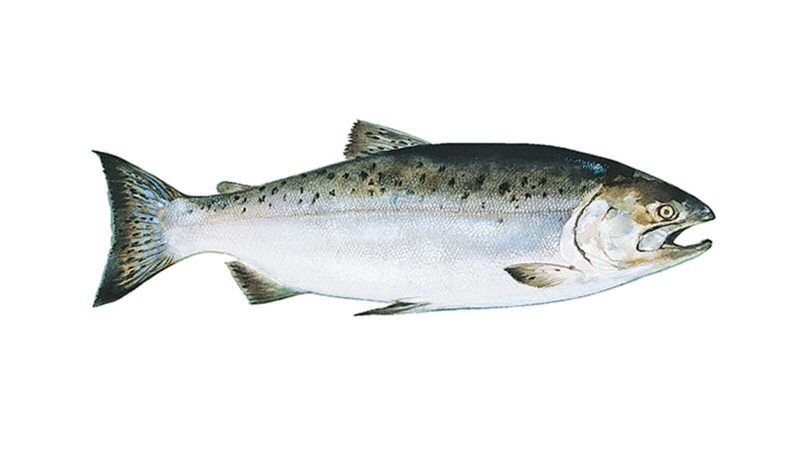 11 خاصیت حیرت انگیز ماهی سالمون را بخوانید