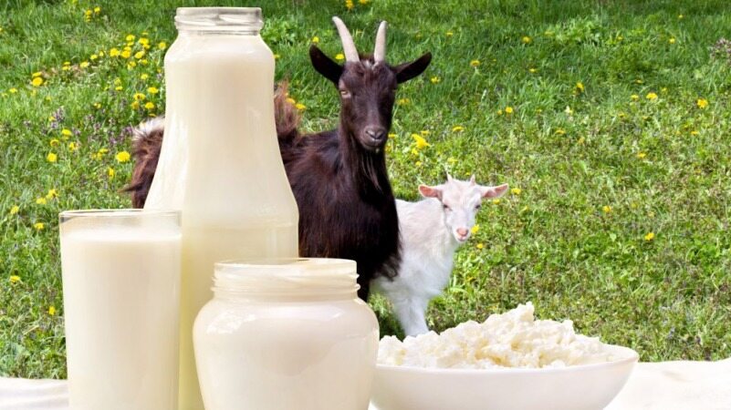 این شیر بسیار بهتر از شیر گاو است