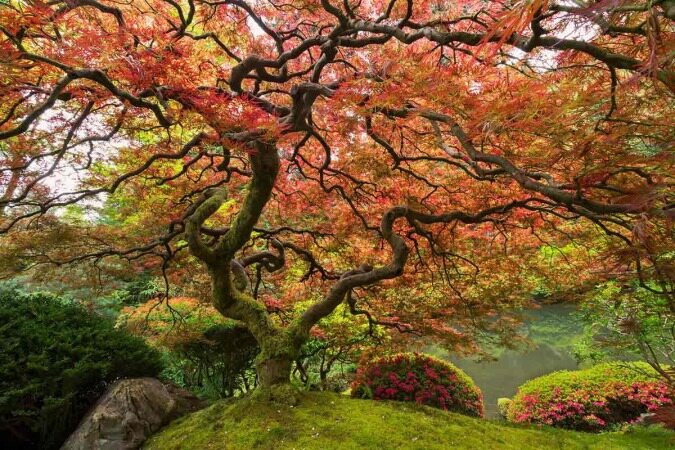 زیبا ترین درختان جهان را ببینید