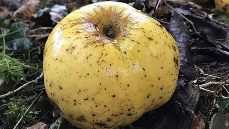 سیبی عجیب الخلقه که متعلق به درخت ۱۰۰ ساله است!