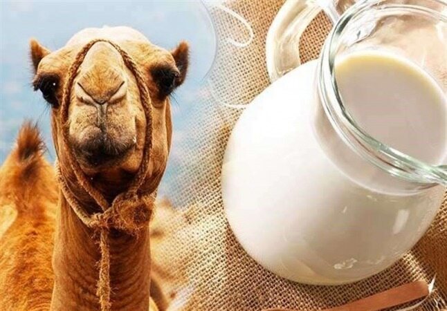 شیر شتر بنوشید تا تمام بیماری هایتان درمان شود