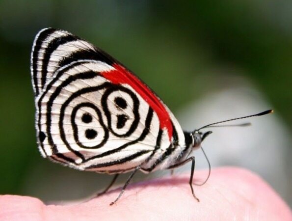 زیبا ترین پروانه های جهان را ببینید