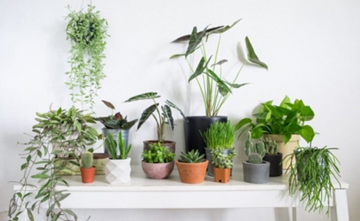 10 گیاه راحت در نگه داری که بدون مراقبت زنده خواند ماند