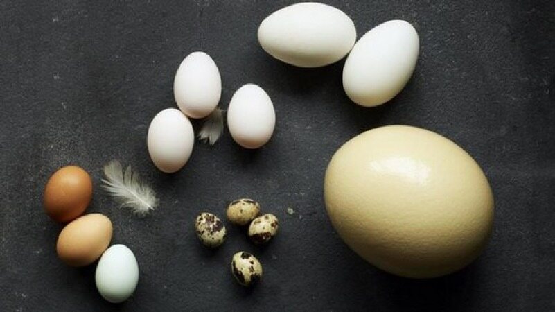 تخم کدام پرنده در مقایسه با تخم مرغ ارزش تغذیه ای بالاتری دارد؟