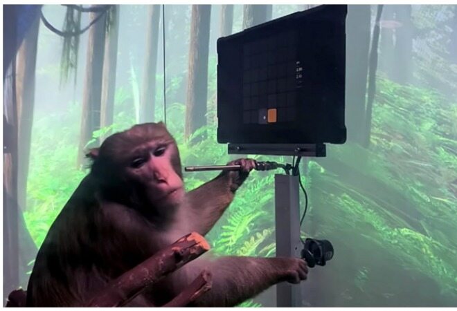 محصول نوترالینک از ایلان ماسک باعث شده تا میمونی با ایمپلنت مغز، پنگ بازی کند