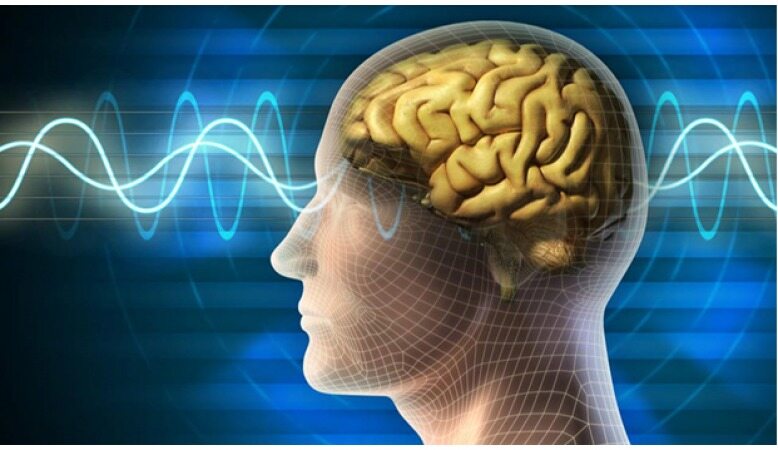 11 غذای مفید برای افزایش کارایی مغز