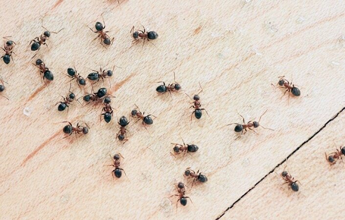 با این 4 ترفند ساده از شر مورچه های مزاحم خلاص شوید