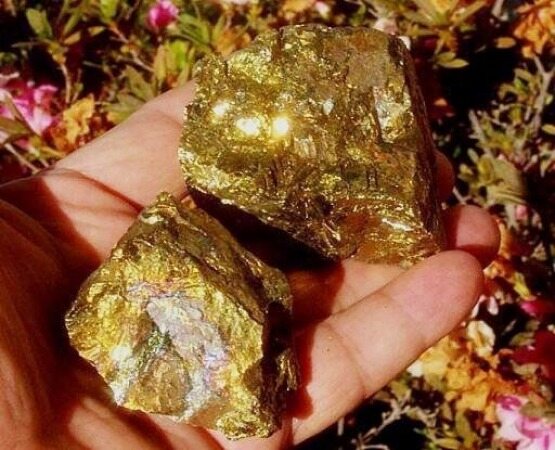تولید طلای زرشوران چهار رقمی شد