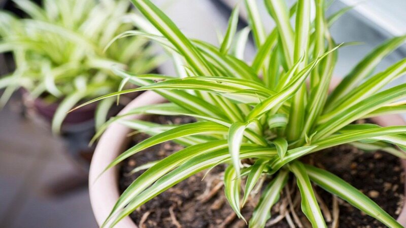 بهترین گیاهان آپارتمانی که می توانند هوای خانه شما را تصفیه کنند