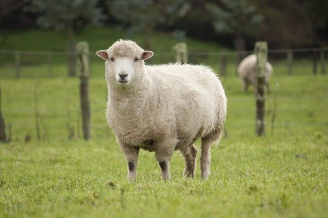 نرخ گوسفند در عید قربان مشخص شد