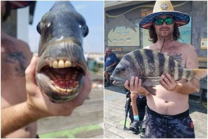 ماهی عجیبی که دندان‌هایی شبیه به انسان دارد!