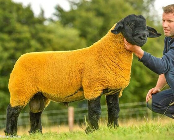 گوسفند 52 هزار دلاری در حراجی ایرلند! +تصویر