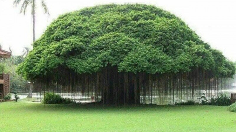 درختی که ریشه‌های هوایی دارد + عکس
