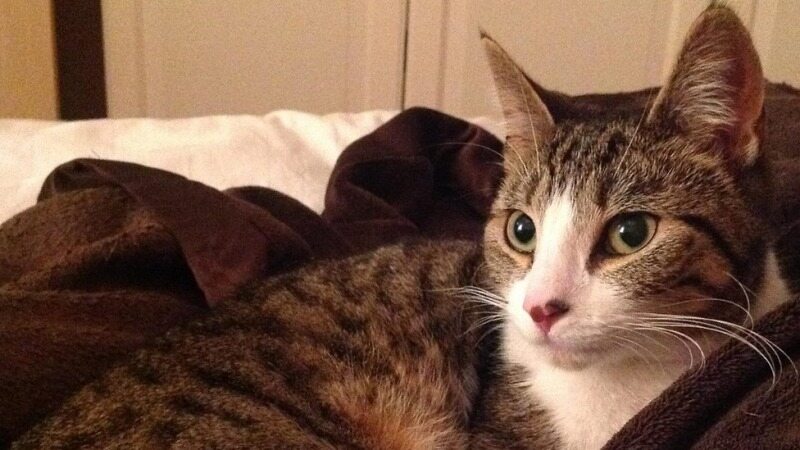گربه ای که پس از 10 سال گم شدن، دوباره پیدا شد