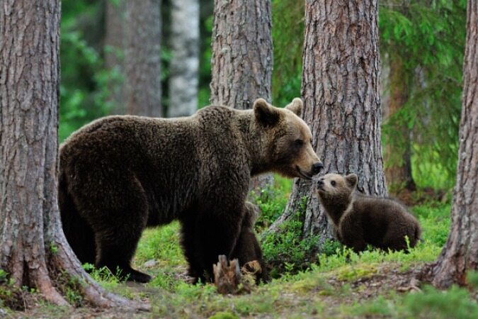 خرس مادر برای رهایی از کیسه صفرا خود و توله اش را کشت