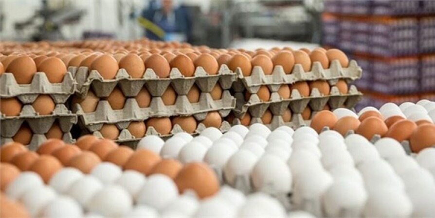 عرضه گسترده تخم مرغ شانه ای ۴۲۵۰۰ تومان از امروز